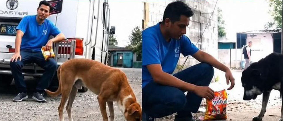 Motorista de la ruta 38B de Apopa alimenta a perritos callejeros en su tiempo libre