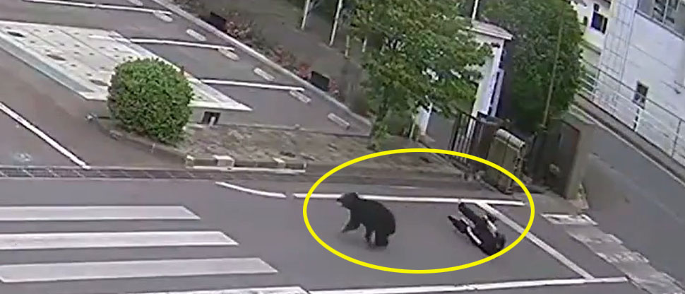 Japón: ataque de oso deja al menos 4 personas heridas