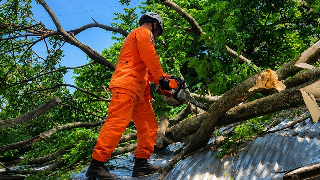 Enorme árbol cae sobre una vivienda en San Vicente