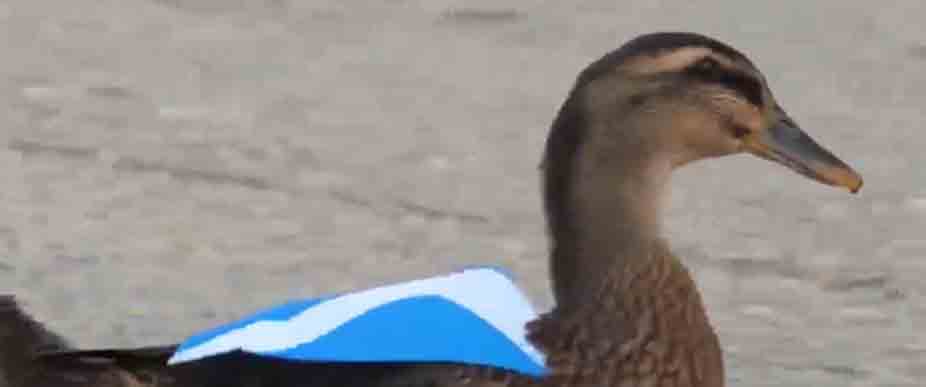 Viralizan a un nuevo pato que lleva la bandera de Escocia en Boston