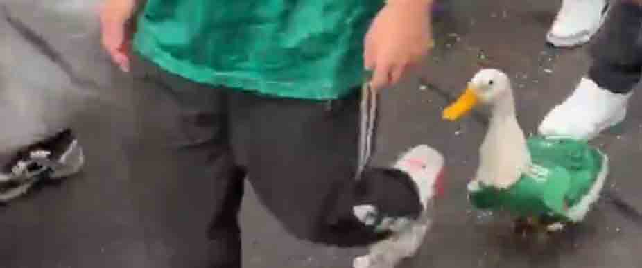Viralizan a pato con la camisa de México durante partido inaugural del Mundial 2026