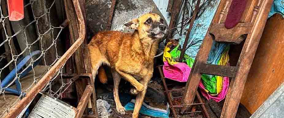 Rescatan a perrito que vivía maltrato en la comunidad La Fosa