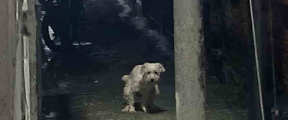 Denuncian al dueño por no recoger «las necesidades» de su perrito en pasaje