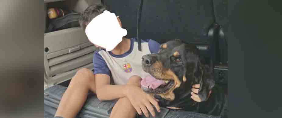 Perrito regresa con su familia tras encontrarlo amarrado a un árbol