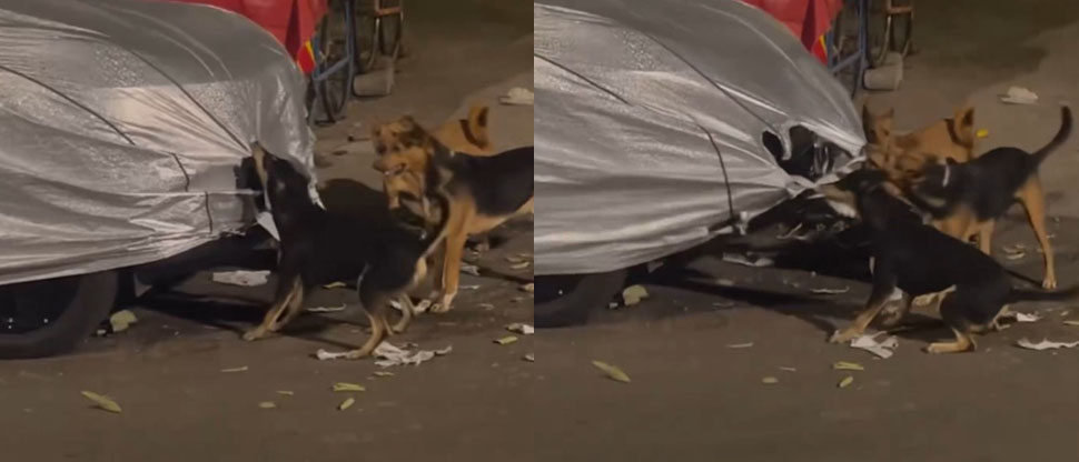 Captan una banda de perros destrozando el forro de un vehículo