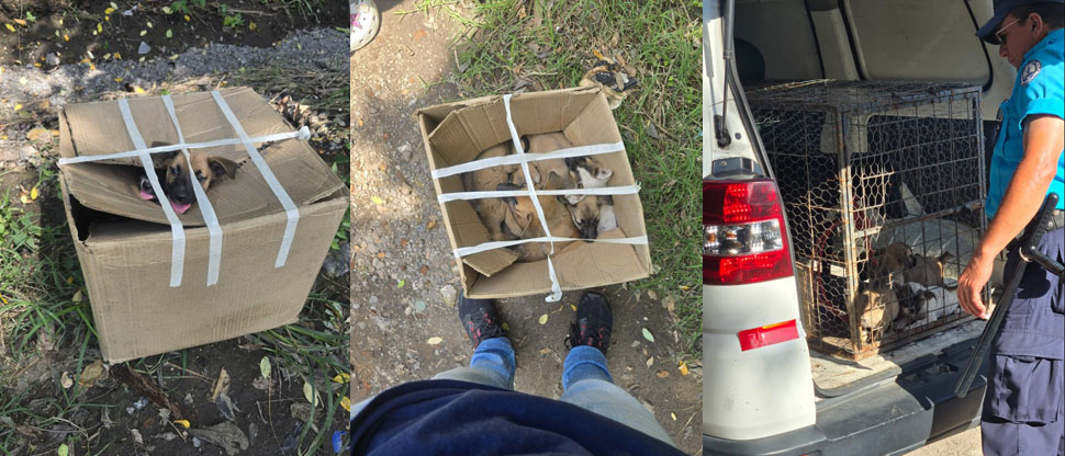 Rescatan a perritos abandonados en una caja