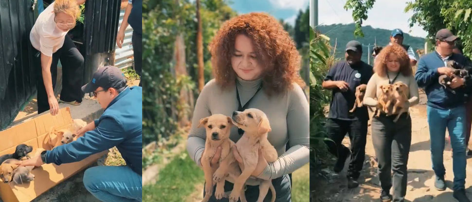 Rescatan a perrita con sus ocho cachorros abandonados