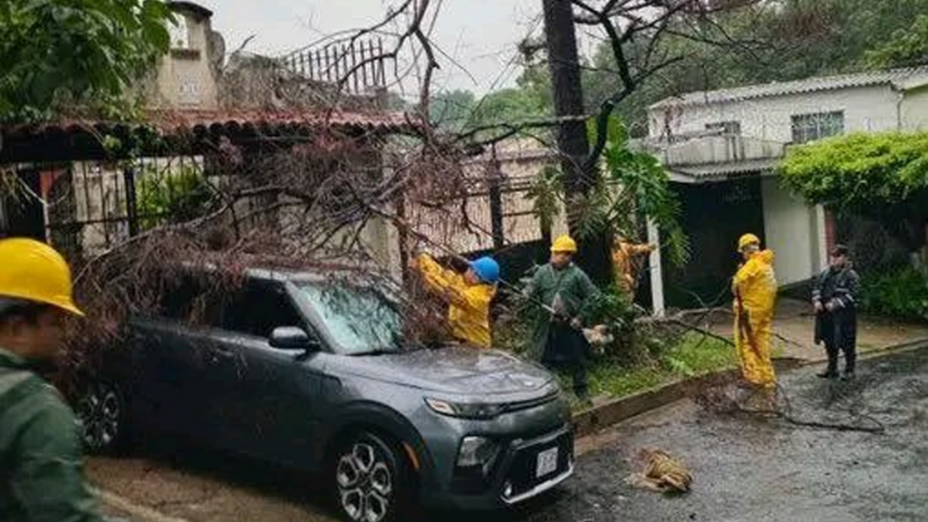 Acción inmediata: retiran ramas y escombros de un árbol en San Salvador
