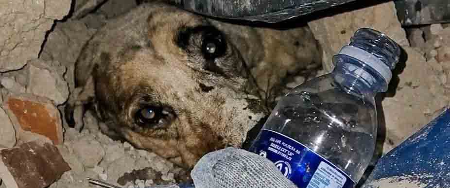 VENEZUELA: rescatan a perrito que sobrevivió a fuertes terremotos