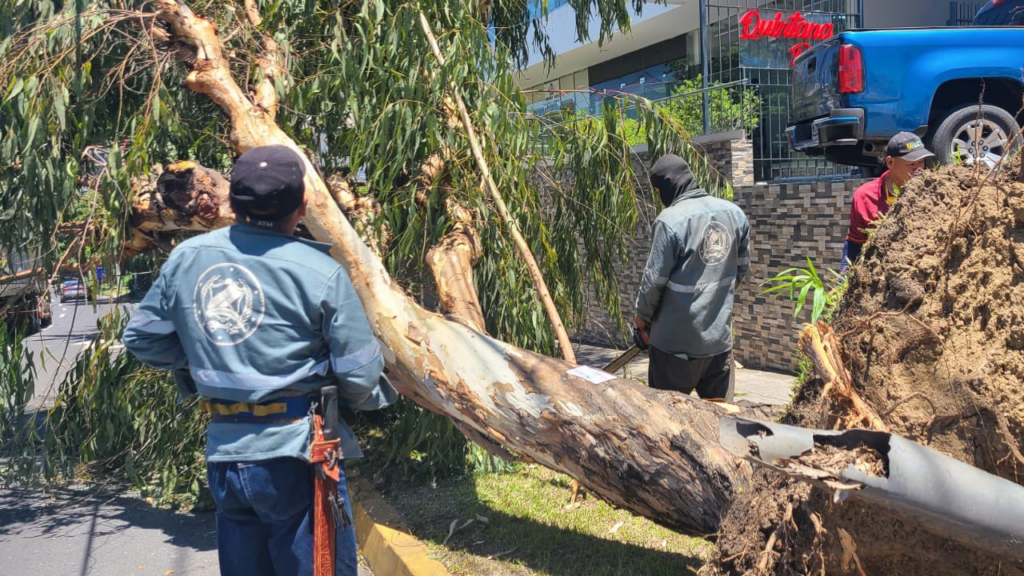 Retiran árbol de gran tamaño que cayó sobre avenida Masferrer, San Salvador